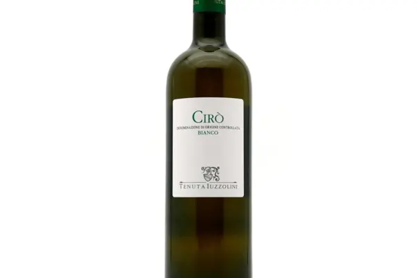 Chi è Ciro Grillo e Qual è la Sua Storia?