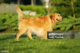 Il Golden Retriever: Un Amico Fedelissimo e Affettuoso