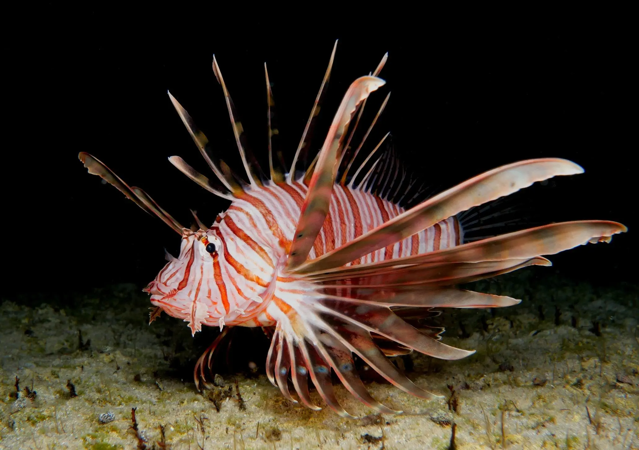 Il Pesce Scorpione: Caratteristiche e Importanza Ambientale