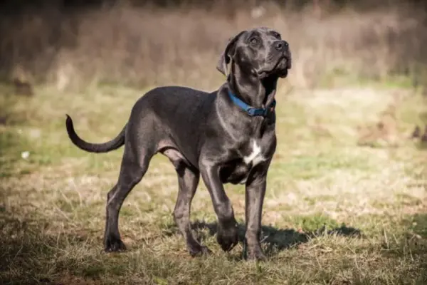Il Cane Corso: un Compagno Fedele e Protettore