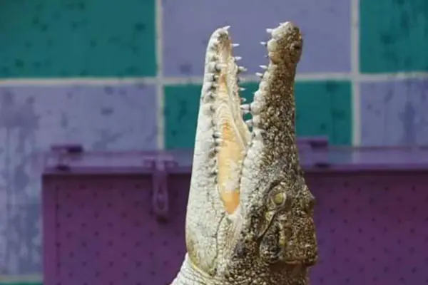 Coccodrillo Ladispoli: Un’Attrazione per Tutte le Età