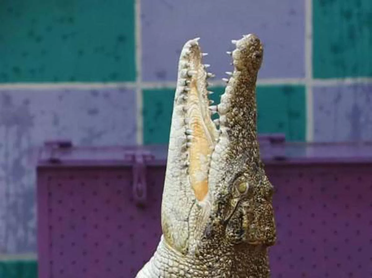 Coccodrillo Ladispoli: Un’Attrazione per Tutte le Età