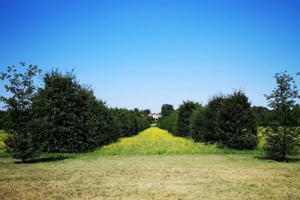 Esplora il Parco di Monza: Un gioiello di naturale bellezza