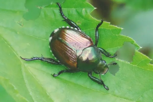 Il Fascino del Scarabeo Giapponese: Un Insetto da Scoprire