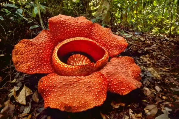 Il Fascino del Fiore Cadavere: Meraviglia della Natura