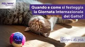Celebrazione della Giornata Mondiale del Gatto 2023 image 1