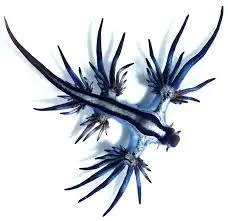 Glaucus Atlanticus: Il Fascino del Drago Blu del Mare