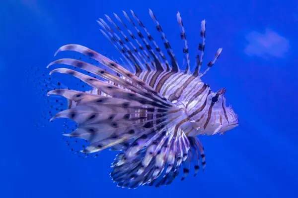 Scopri il Pesce Scorpione: Caratteristiche e Pericoli