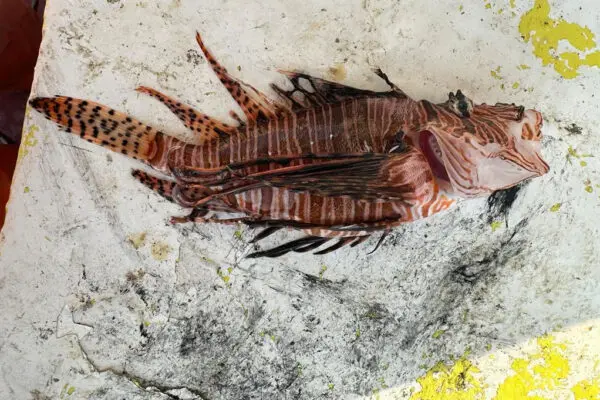 Il Pesce Scorpione: Un Abitante dei Fondali Marinari