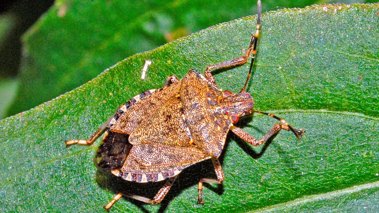 Cimice Asiatica: Un Problema Crescente per l’Agricoltura