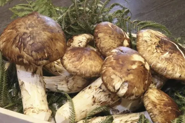 Il Mondo dei Funghi Matsutake: Tradizioni e Gastronomia