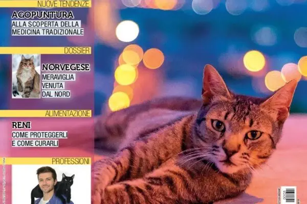 Il Gatto: Un Amico Pieno di Affetto e Fede