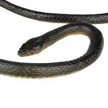 Il Mondo dei Serpenti: Importanza e Minacce Attuali