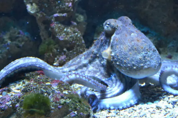 Octopus Energy: Pioneere dell’Energia Sostenibile