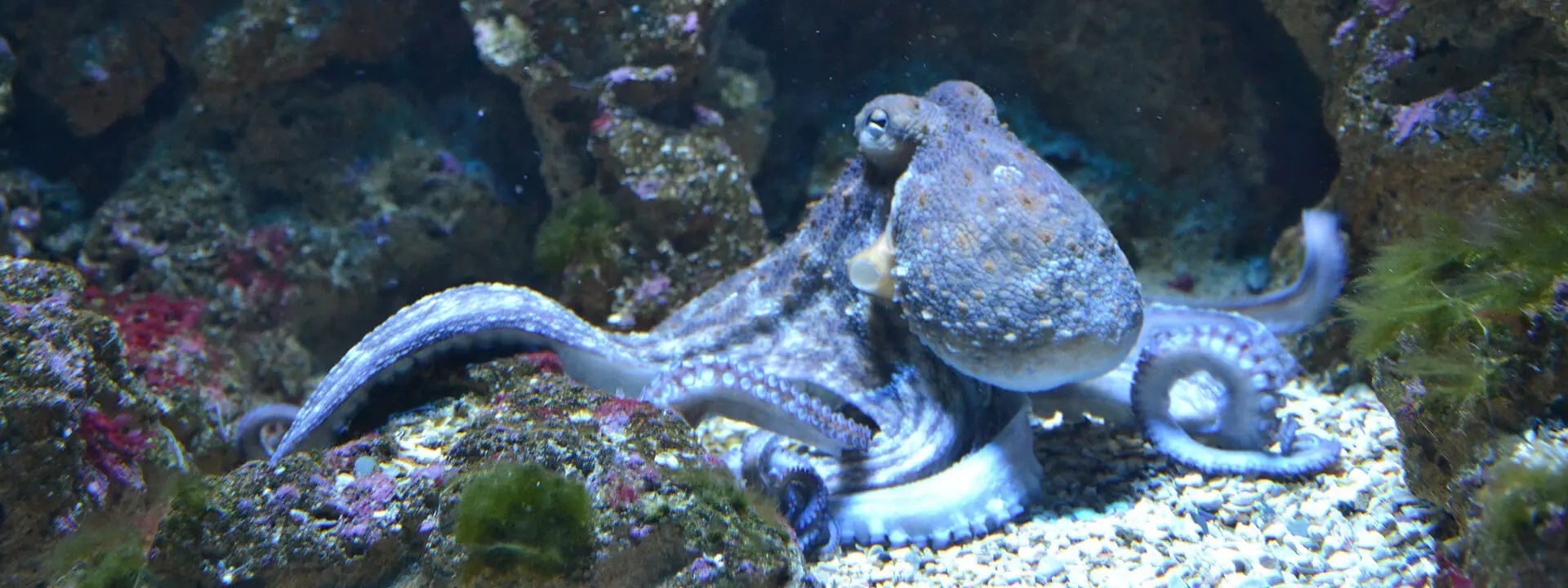 Octopus Energy: Pioneere dell’Energia Sostenibile