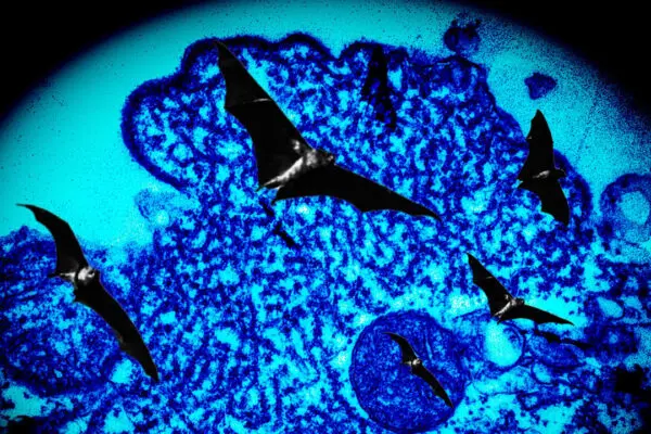 Comprendere il Virus Nipah: Rischi e Attualità