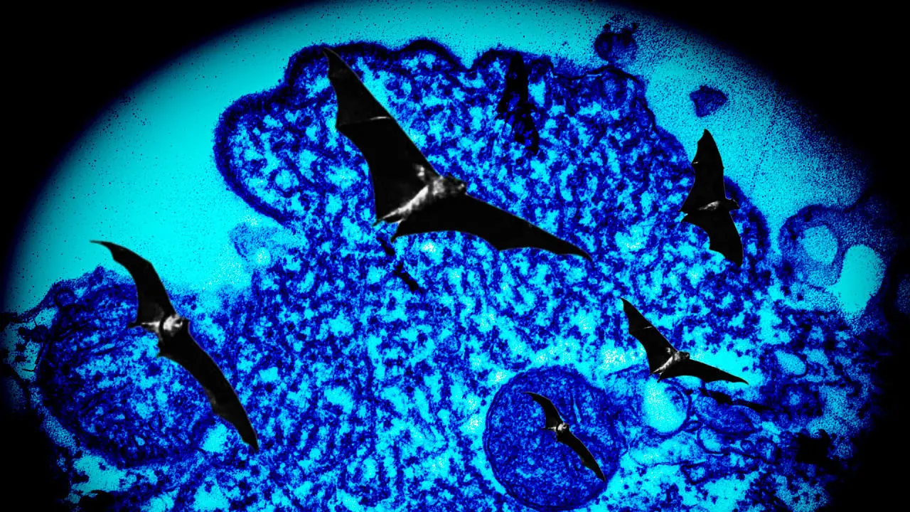 L’Importanza del Virus Nipah e la Sua Prevenzione