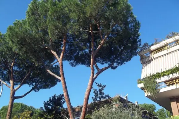 La Rivalità Calcistica tra Roma e Stoccarda image 1