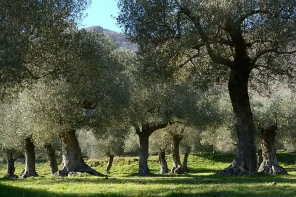 Esplorando Venafro: Tradizioni e Attrazioni
