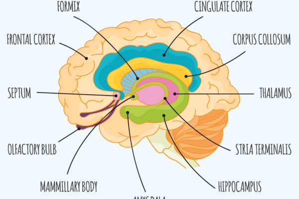 Il Cervello: Centro di Controllo della Nostra Vita