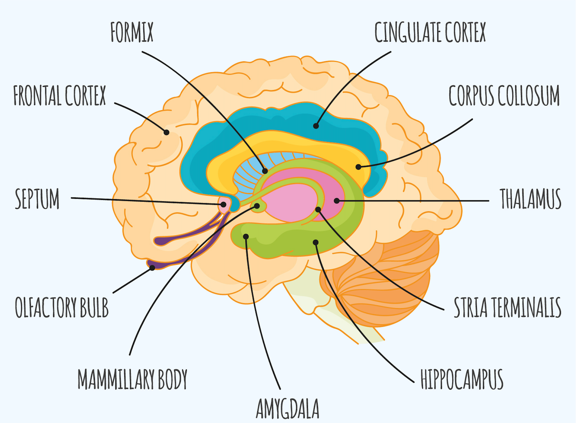 Il Cervello: Centro di Controllo della Nostra Vita