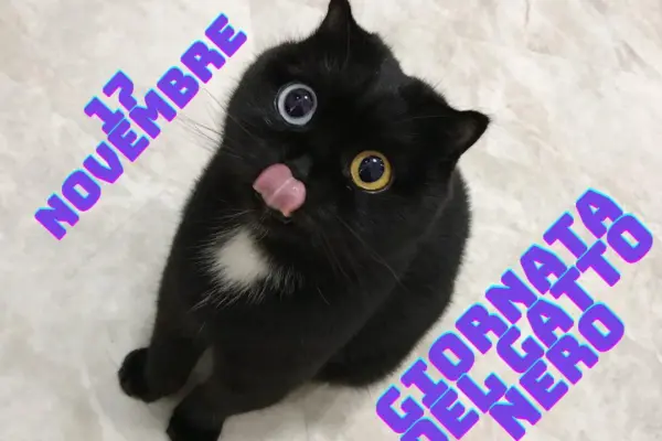 Giornata del Gatto: Un Ombra di Felicità e Amore