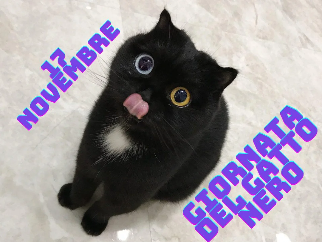 Giornata del Gatto: Un Ombra di Felicità e Amore