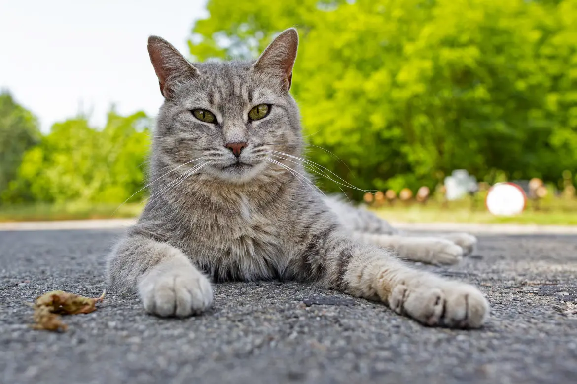 La Giornata del Gatto: Celebrazioni e Riflessioni