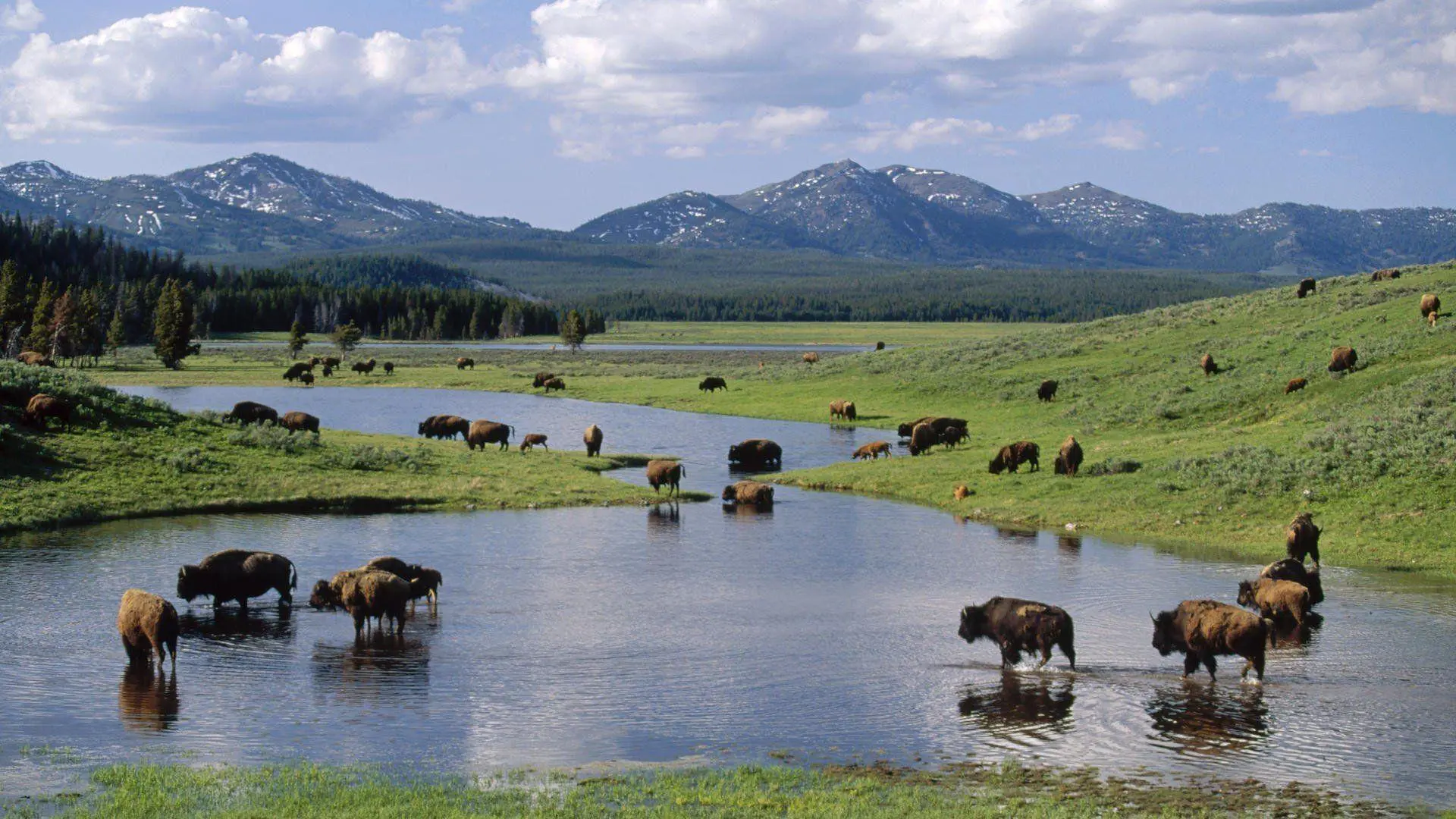 Esplorando il Parco di Yellowstone: Un patrimonio naturale