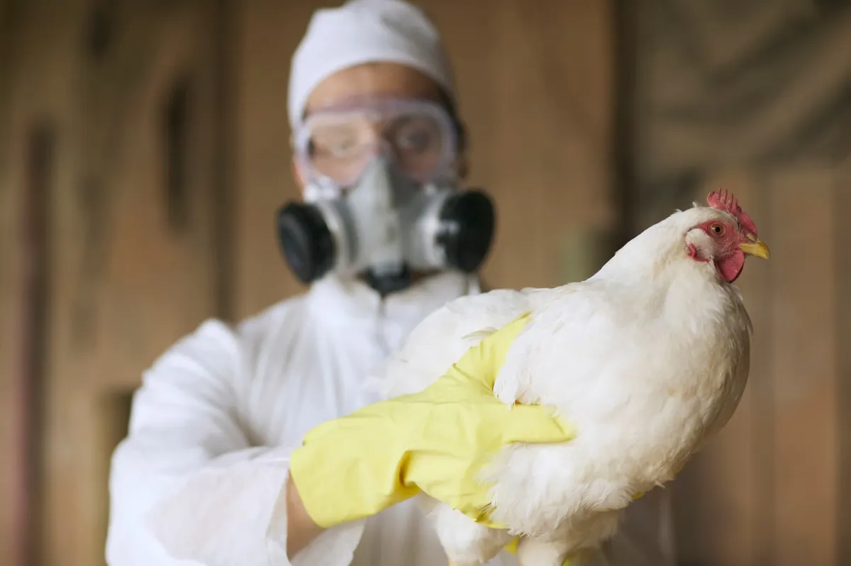 Influenza aviaria: Cosa significa il caso di H9N2 in Lombardia?