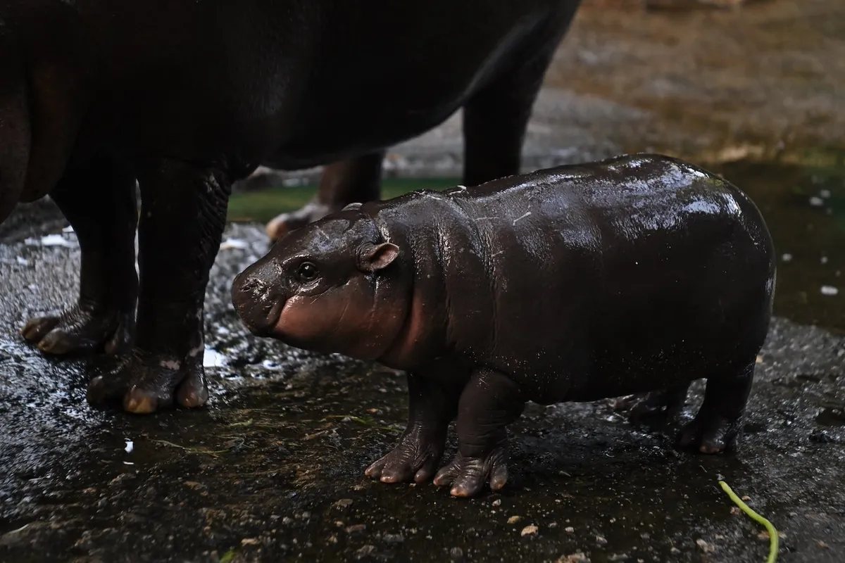 Moo Deng: l’ippopotamo nano al centro di un’incursione al Khao Kheow Open Zoo