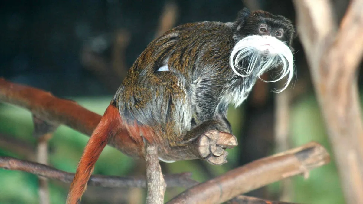 Tamarino imperatore: Nascita di cuccioli di al Bioparco di Roma