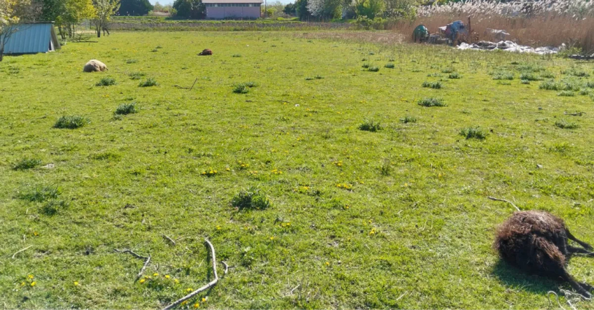 Aquileia: Cosa è successo ad con le pecore nane D’ouessant?