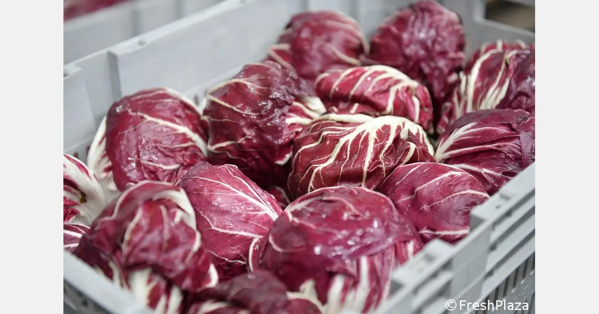 Chioggia: Cosa sta cambiando a per il radicchio?
